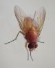 Phaonia pallida